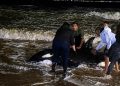 Operativo bajo tormenta: luchan por salvar a una orca varada en plena costa de Punta del Este