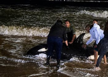 Operativo bajo tormenta: luchan por salvar a una orca varada en plena costa de Punta del Este