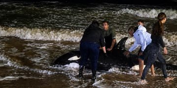 Operativo bajo tormenta: luchan por salvar a una orca varada en plena costa de Punta del Este