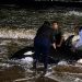 Operativo bajo tormenta: luchan por salvar a una orca varada en plena costa de Punta del Este