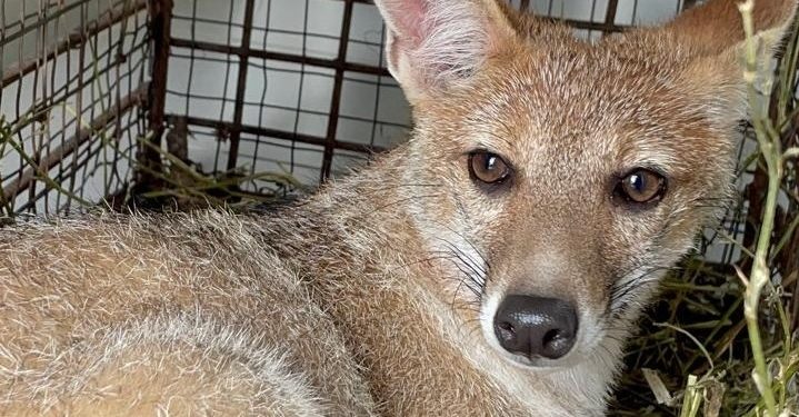 Zorro ingresó a una vivienda en La Capuera y fue rescatado por Alternatus