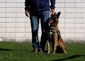 Cómo se entrena a un perro policía para detectar drogas
