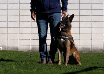 Cómo se entrena a un perro policía para detectar drogas