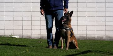 Cómo se entrena a un perro policía para detectar drogas