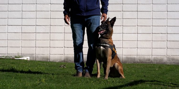 Cómo se entrena a un perro policía para detectar drogas