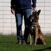 Cómo se entrena a un perro policía para detectar drogas