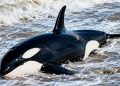 Revelan la causa de la muerte de la orca varada en Punta del Este: padecía una grave infección cerebral