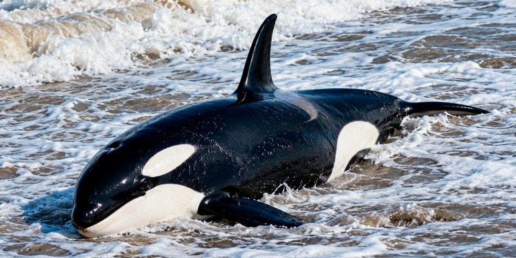 Revelan la causa de la muerte de la orca varada en Punta del Este: padecía una grave infección cerebral