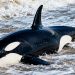 Revelan la causa de la muerte de la orca varada en Punta del Este: padecía una grave infección cerebral