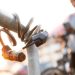 Un niño de 12 años y dos adolescentes participaron del robo de bicicletas en Piriápolis