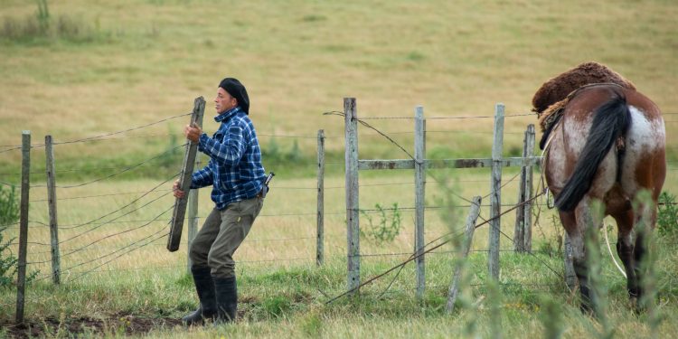 Vacuna uruguaya contra la garrapata abre una nueva etapa de investigación y trabajo conjunto en el campo