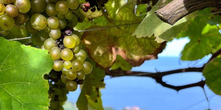 “Maldonado es uno de los departamentos que más ha crecido en turismo enológico”