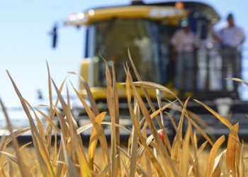 Uruguay se quedó con el 63% del total de la cuota de arroz, en el marco del Acuerdo Mercosur-Unión Europea