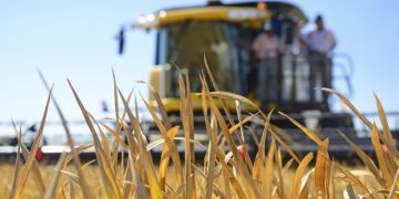 Uruguay se quedó con el 63% del total de la cuota de arroz, en el marco del Acuerdo Mercosur-Unión Europea