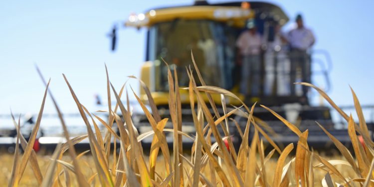 Uruguay se quedó con el 63% del total de la cuota de arroz, en el marco del Acuerdo Mercosur-Unión Europea