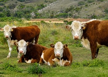 Gobierno comprará 4.500.000 vacunas contra la fiebre aftosa