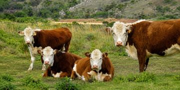 Gobierno comprará 4.500.000 vacunas contra la fiebre aftosa
