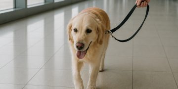 Vacaciones de invierno: qué requisitos deben cumplir quienes viajen con mascotas dentro y fuera de Uruguay
