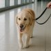 Vacaciones de invierno: qué requisitos deben cumplir quienes viajen con mascotas dentro y fuera de Uruguay