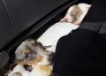 Una mujer intentó ingresar trece perros salchichas desde Argentina y Aduana los incautó