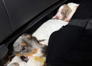 Una mujer intentó ingresar trece perros salchichas desde Argentina y Aduana los incautó