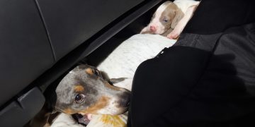 Una mujer intentó ingresar trece perros salchichas desde Argentina y Aduana los incautó