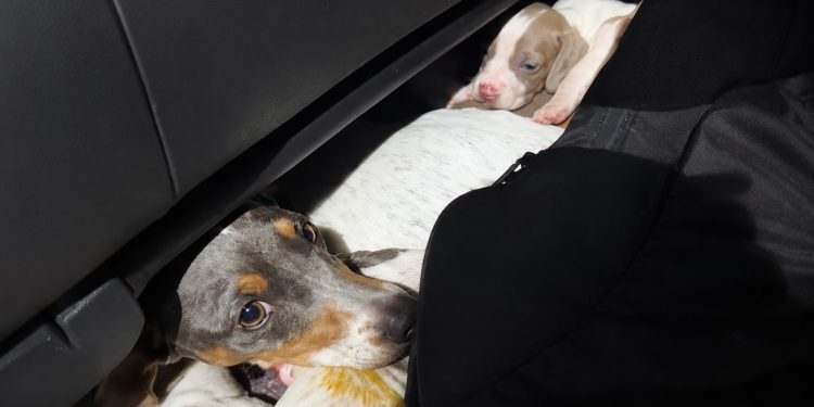Una mujer intentó ingresar trece perros salchichas desde Argentina y Aduana los incautó