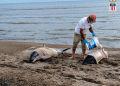 Rescatan a un delfín y otro muere tras un varamiento en la costa de San Luis