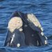 Maldonado dio inicio a la temporada de avistamiento de ballenas y destaca el creciente interés por el turismo de naturaleza