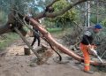 Zona Oeste: caída de árboles y cortes preventivos en distintos puntos