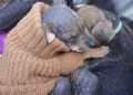 Plantean incluir maltrato animal en ley de violencia de género; sostienen que se trata de una forma de violencia vicaria