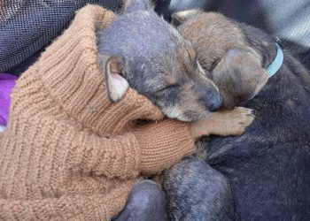 Plantean incluir maltrato animal en ley de violencia de género; sostienen que se trata de una forma de violencia vicaria
