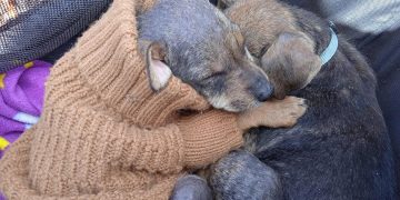 Plantean incluir maltrato animal en ley de violencia de género; sostienen que se trata de una forma de violencia vicaria