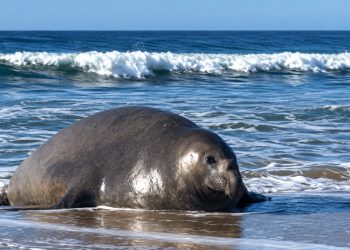 Elefante marino sorprendió a surfistas en Punta del Este