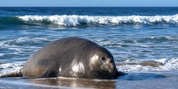 Elefante marino sorprendió a surfistas en Punta del Este