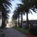 Punta del Este refuerza el mantenimiento de sus palmeras y prepara fumigaciones contra el picudo rojo