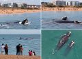 Ballenas francas sorprendieron en Playa Mansa y regalaron una postal inolvidable en Punta del Este