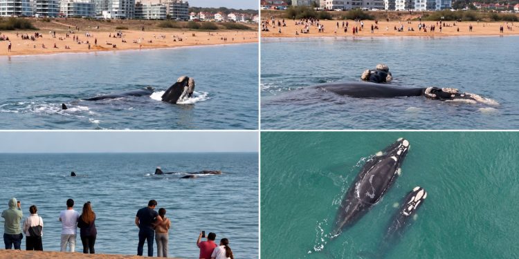 Ballenas francas sorprendieron en Playa Mansa y regalaron una postal inolvidable en Punta del Este