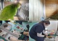Repatriaron a Argentina tortugas, loros y cardenales que habían ingresado al país de forma ilegal