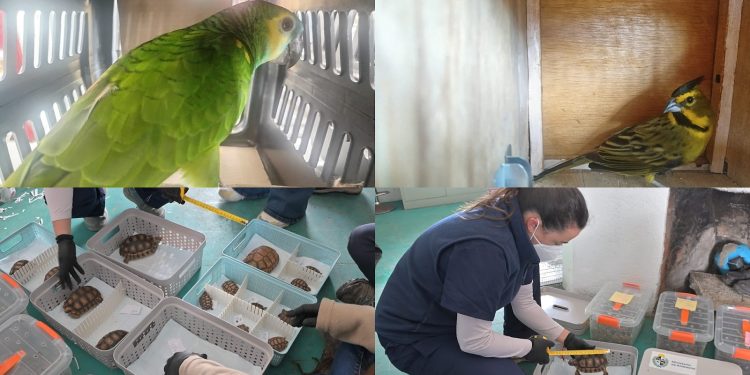 Repatriaron a Argentina tortugas, loros y cardenales que habían ingresado al país de forma ilegal