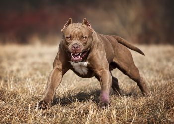 Academia Nacional de Medicina propone limitar reproducción de razas de perros peligrosos como los pitbulls