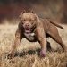 Academia Nacional de Medicina propone limitar reproducción de razas de perros peligrosos como los pitbulls