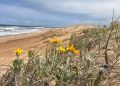 Punta del Este: instalarán cercas captoras en la Parada 32 de la Playa Brava