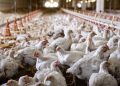 MGAP suspendió el ingreso de aves y productos avícolas de Brasil por un foco de Newcastle