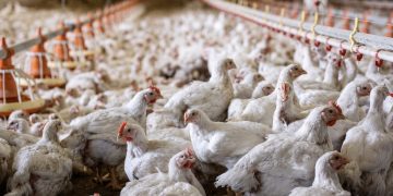 MGAP suspendió el ingreso de aves y productos avícolas de Brasil por un foco de Newcastle