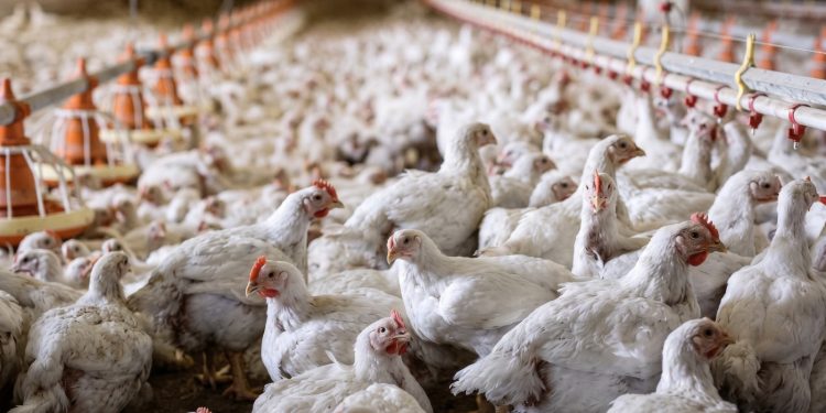 MGAP suspendió el ingreso de aves y productos avícolas de Brasil por un foco de Newcastle