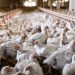 MGAP suspendió el ingreso de aves y productos avícolas de Brasil por un foco de Newcastle