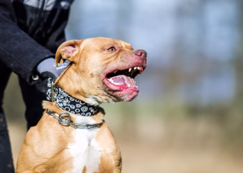 Murió una mujer que había sido atacada por un pitbull