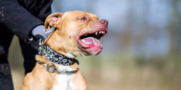 Murió una mujer que había sido atacada por un pitbull